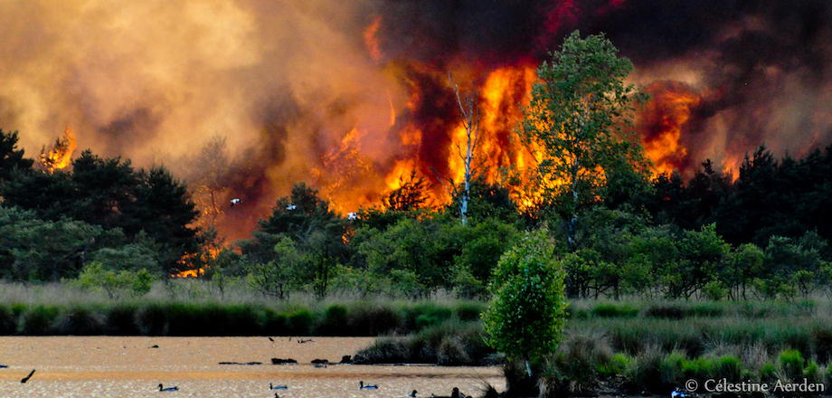 banner https://www.fireforum.be/Naar een brandveilige natuur